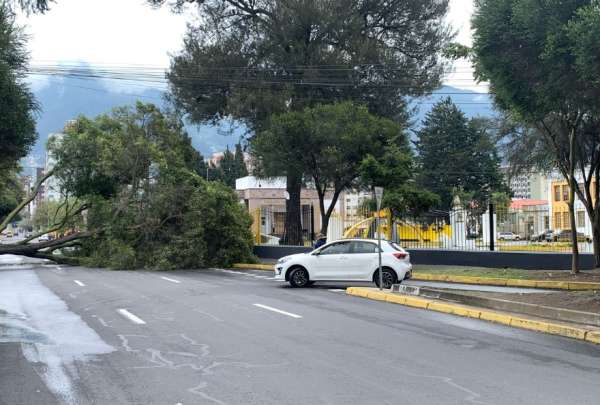 Ca&iacute;da de &aacute;rbol provoca cierre de v&iacute;a en la Av. Amazonas y Francisco de Orellana.