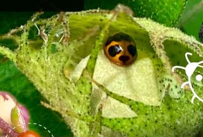 Estas son las caracter&iacute;sticas de las mariquitas encontradas en Gal&aacute;pagos. 