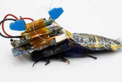Crean &acute;cucarachas cyborg&acute; para rescatar personas atrapadas tras un sismo