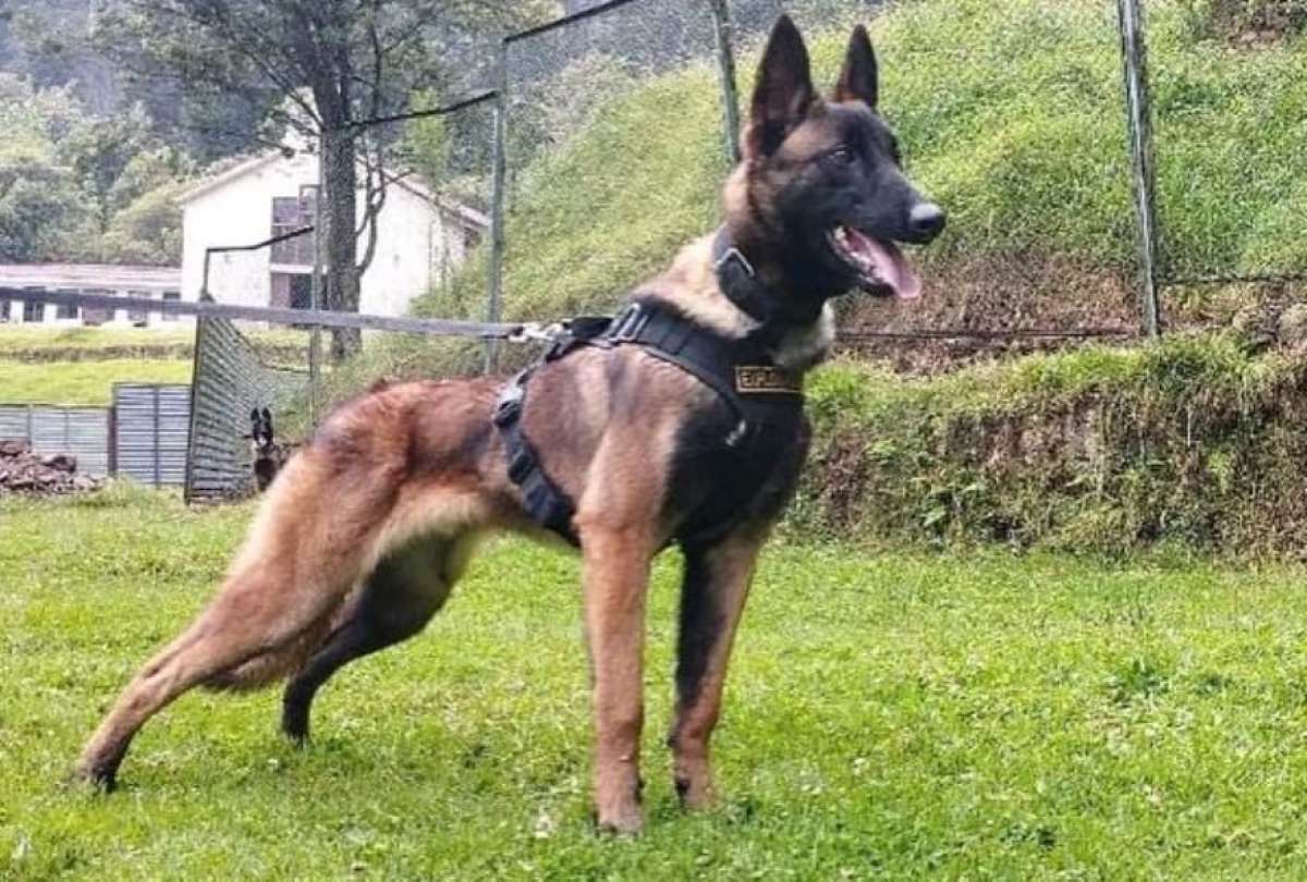 Autoridades finalizar&aacute;n con la b&uacute;squeda de Wilson, el perro rescatista perdido en la selva del Guaviare