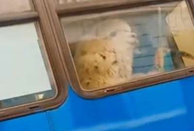 Una llama apareci&oacute; en un autob&uacute;s que circulaba por las calles de Quito.