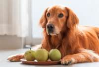 Algunas frutas y verduras pueden ser aliadas para complementar la alimentación de los perros, pero otras son peligrosas para su salud. Aquí te contamos cuáles sí y cuáles no debes darles.