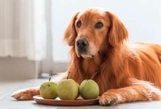 &iquest;Pueden los perros comer frutas y verduras? Lo que debes saber