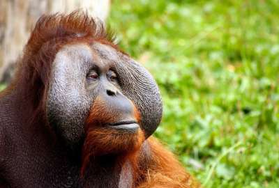 Orangut&aacute;n atac&oacute; a un visitante en el zool&oacute;gico de Indonesia