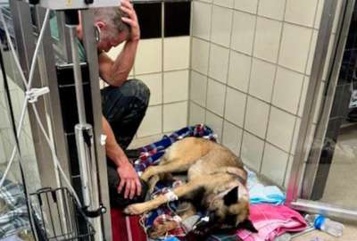 El perrito "Rocky" se encuentra fuera de peligro, luego de ser atacado a disparos por un delincuente.