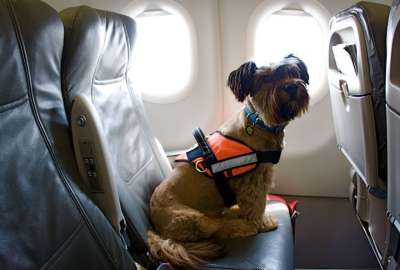 Las mascotas deben cumplir algunos requisitos para viajar al exterior.