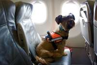 Las mascotas deben cumplir algunos requisitos para viajar al exterior.