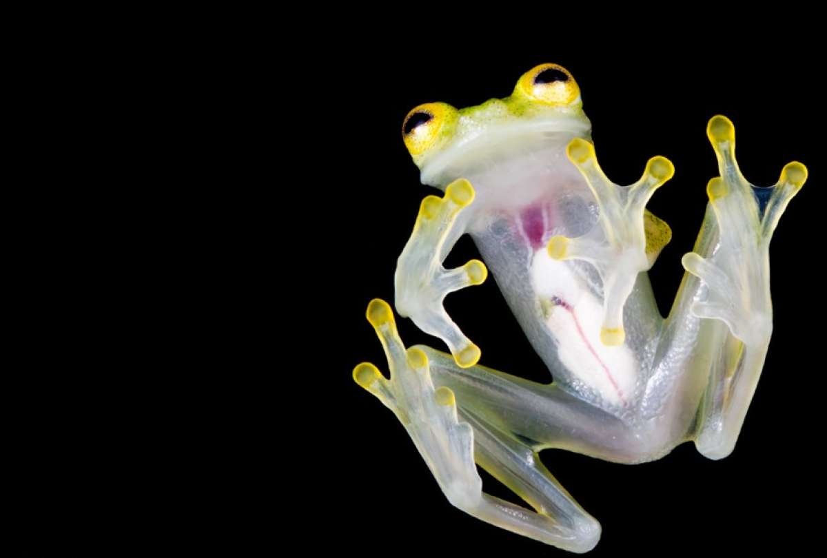 Como la mayor&iacute;a de los anfibios, las ranas de cristal son indicadores del buen estado de conservaci&oacute;n del bosque y limpieza de los cuerpos de agua. En nuestro pa&iacute;s se conocen 64 especies de ranas de cristal, incluidas estas dos nuevas especies, de la