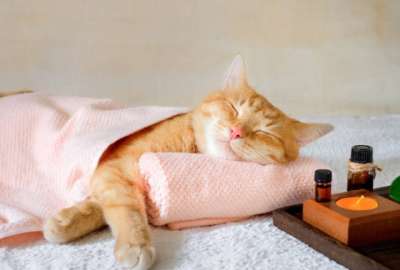 Gatos masajistas: la nueva sensaci&oacute;n en los spas de Jap&oacute;n