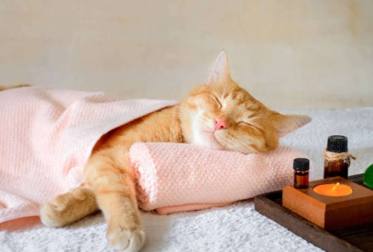 Gatos masajistas: la nueva sensación en los spas de Japón