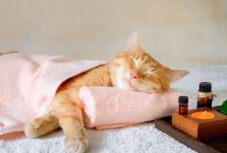 Gatos masajistas: la nueva sensaci&oacute;n en los spas de Jap&oacute;n