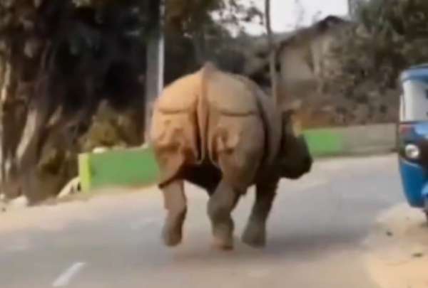 Vas tranquilo en tu bicicleta y de pronto ves a un rinoceronte que corre hacia ti.