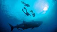 Una de las mejores experiencias es nadar con lobos en el Muelle Tijeretas, de la isla San Crist&oacute;bal. 