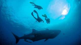 KAYAK proporciona su m&aacute;s reciente an&aacute;lisis tras noticia de la recuperaci&oacute;n del turismo en Gal&aacute;pagos