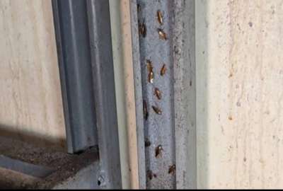 La Arcsa encontr&oacute; cucarachas, basura acumulada y utensilios oxidados en el local, ubicado en Dur&aacute;n. 