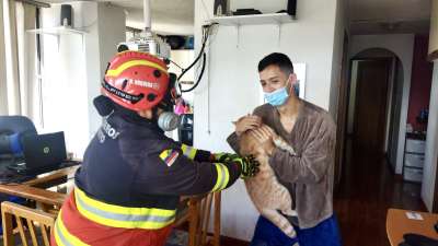 Gato rescatado por los Bomberos