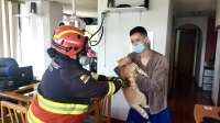 Gato rescatado por los Bomberos