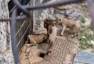 Indignaci&oacute;n en Cuba por el estado de desnutrici&oacute;n de leones