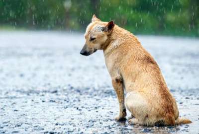 Ante la presencia del Fen&oacute;meno El Ni&ntilde;o es importante conocer c&oacute;mo evitar que este afecte a nuestros animales.