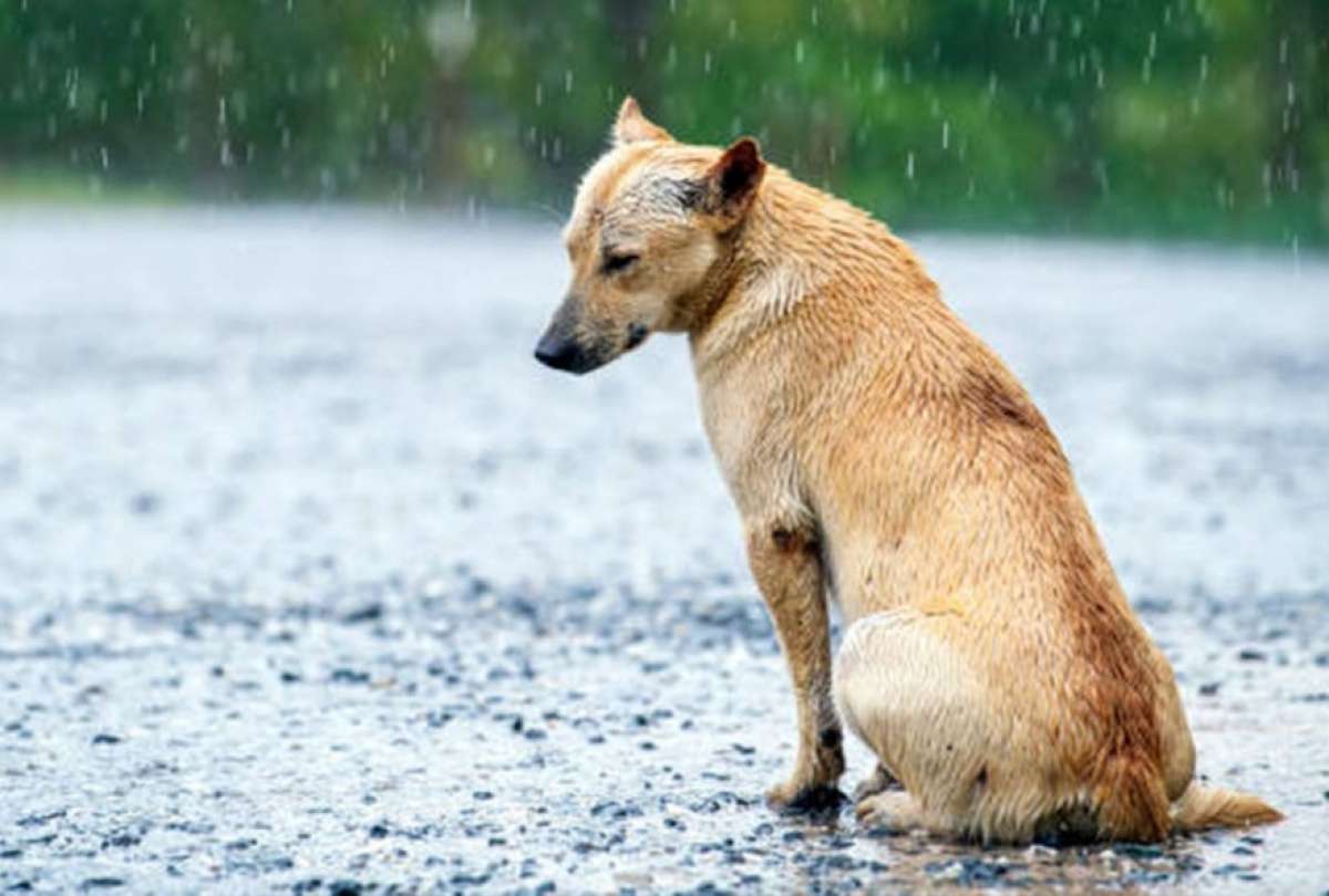 Ante la presencia del Fenómeno El Niño es importante conocer cómo evitar que este afecte a nuestros animales.