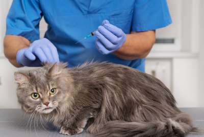 Vacunaci&oacute;n gratuita de gatitos en Quito.