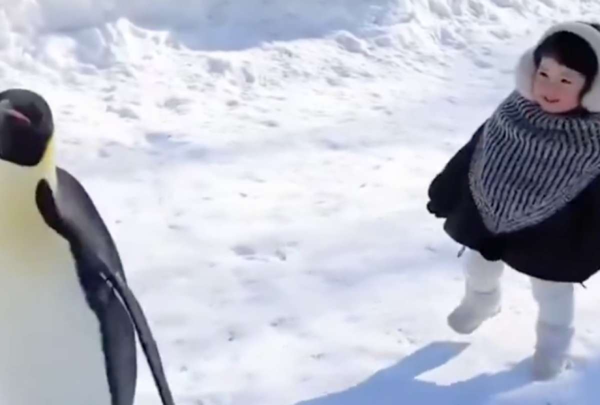 El video de una tierna niña siguiendo los pasos de unos pingüinos ha enternecido a los usuarios en redes sociales. 