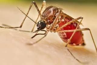 Am&eacute;rica Latina enfrenta la mayor epidemia de dengue desde 1980