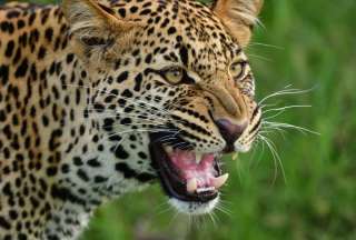 Varias personas fueron atacadas por un leopardo en India