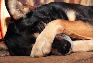 Mujer enfrenta proceso penal por lanzar caf&eacute; hirviendo a un perro