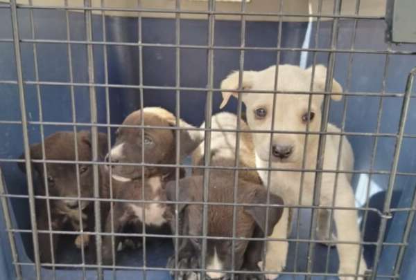 La AMC hall&oacute; a una perrita y sus cachorros en condiciones de desnutrici&oacute;n y golpes. El hecho sucedi&oacute; en el sur de la capital. La responsable enfrentar&aacute; una multa de 4 700 d&oacute;lares.