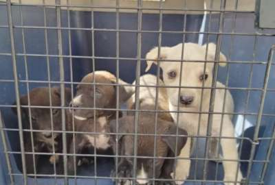 La AMC hall&oacute; a una perrita y sus cachorros en condiciones de desnutrici&oacute;n y golpes. El hecho sucedi&oacute; en el sur de la capital. La responsable enfrentar&aacute; una multa de 4 700 d&oacute;lares.