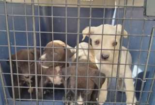 &iexcl;Indignaci&oacute;n en Quito! Rescatan a perrita y cachorros v&iacute;ctimas de maltrato