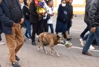 Video: Perro lleva flores al funeral de su due&ntilde;o