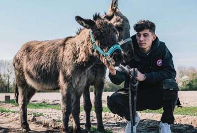 Havertz publica varias fotos con sus animales.