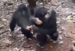 Emotiva reacci&oacute;n de un chimpanc&eacute; al reencontrarse con su familia