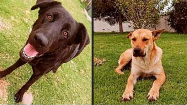 Pasos para adoptar una mascota en Quito