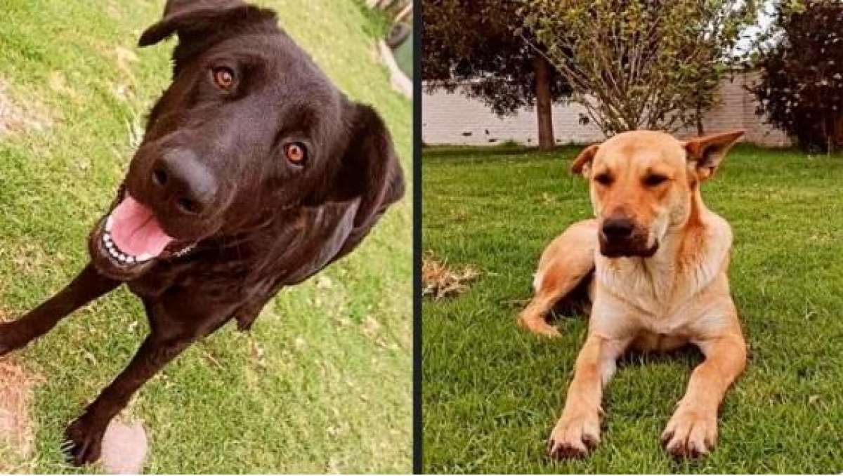 Pasos para adoptar una mascota en Quito