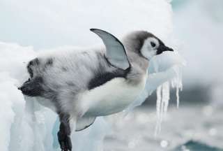 Ping&uuml;ino recorre m&aacute;s de 3.400 kil&oacute;metros desde la Ant&aacute;rtida hasta Australia