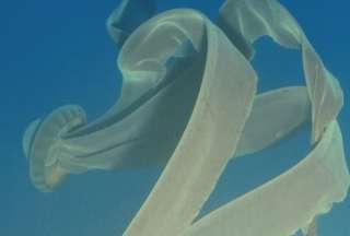 Graban a una rara especie de medusa en las aguas de la Ant&aacute;rtrica