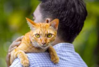 En busca de un hogar para su gata: anciano en China deja su herencia a quien la cuide con amor