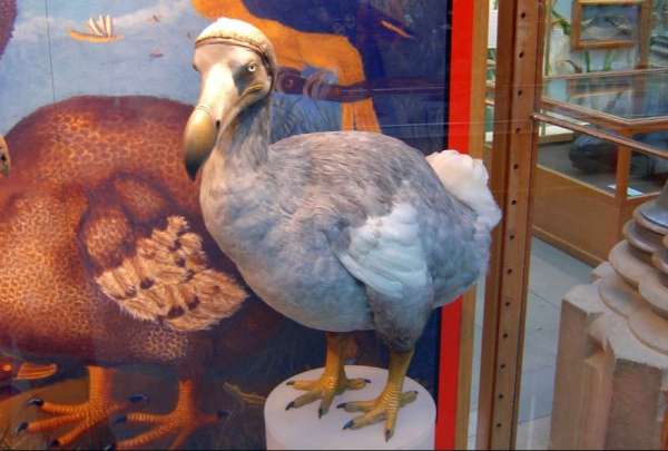 Empresa quiere 'resucitar' al p&aacute;jaro dodo