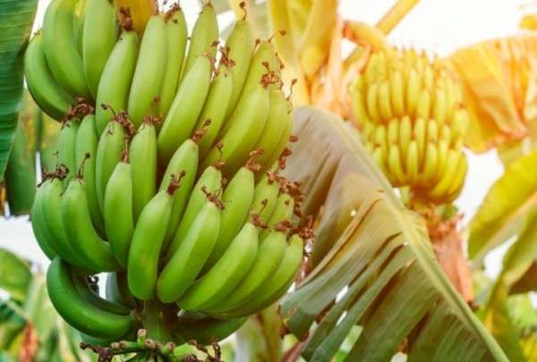 Exportaciones bananeras crecieron en un 1.83%