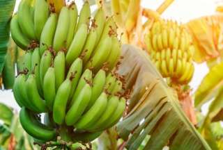 Exportaciones bananeras crecieron en 2025