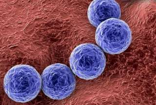 Argentina: 64 muertos por bacteria Streptococcus pyogenes