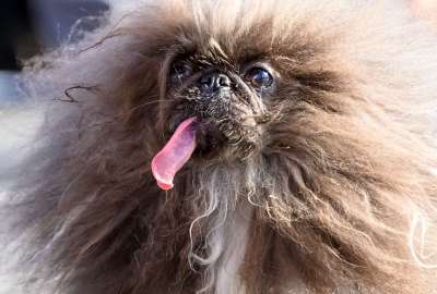 El perro Wild Thang ganó el concurso al 'Perro Más Feo del Mundo' desarrollado en California.