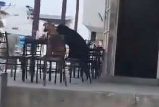 Video capta a perros esperando su comida en restaurante