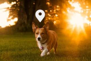 &iquest;Por qu&eacute; es importante comprar un GPS para su mascota?