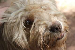 En Turquía se aprueba artículo de ley que permite el sacrificio de perros callejeros