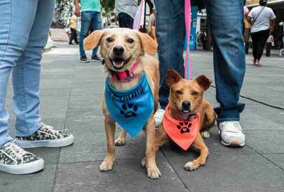 Esta semana se realizar&aacute; una nueva jornada de atenci&oacute;n m&eacute;dica gratuita a mascotas en Guayaquil.