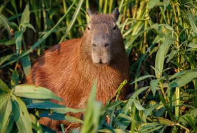 En el Caf&eacute; Capibara de Florida, los visitantes pueden alimentar e interactuar con los capibaras. 